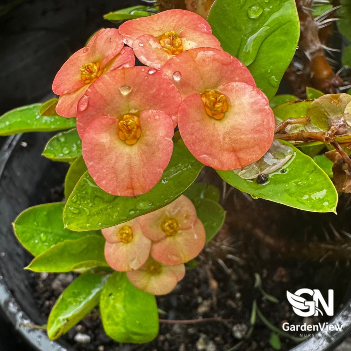 Euphorbia Milii Pink - Cactus & Succulents - Garden View Nursery