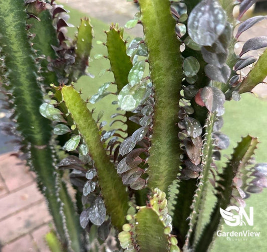 Euphorbia Trigona - Cactus & Succulents - Garden View Nursery