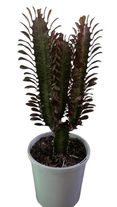 Euphorbia Trigona Rubra - Cactus & Succulents - Garden View Nursery