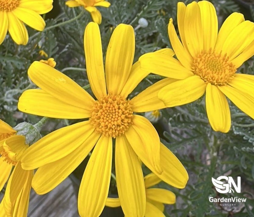 Euryops Pectinatus - Shrubs & Trees - Garden View Nursery