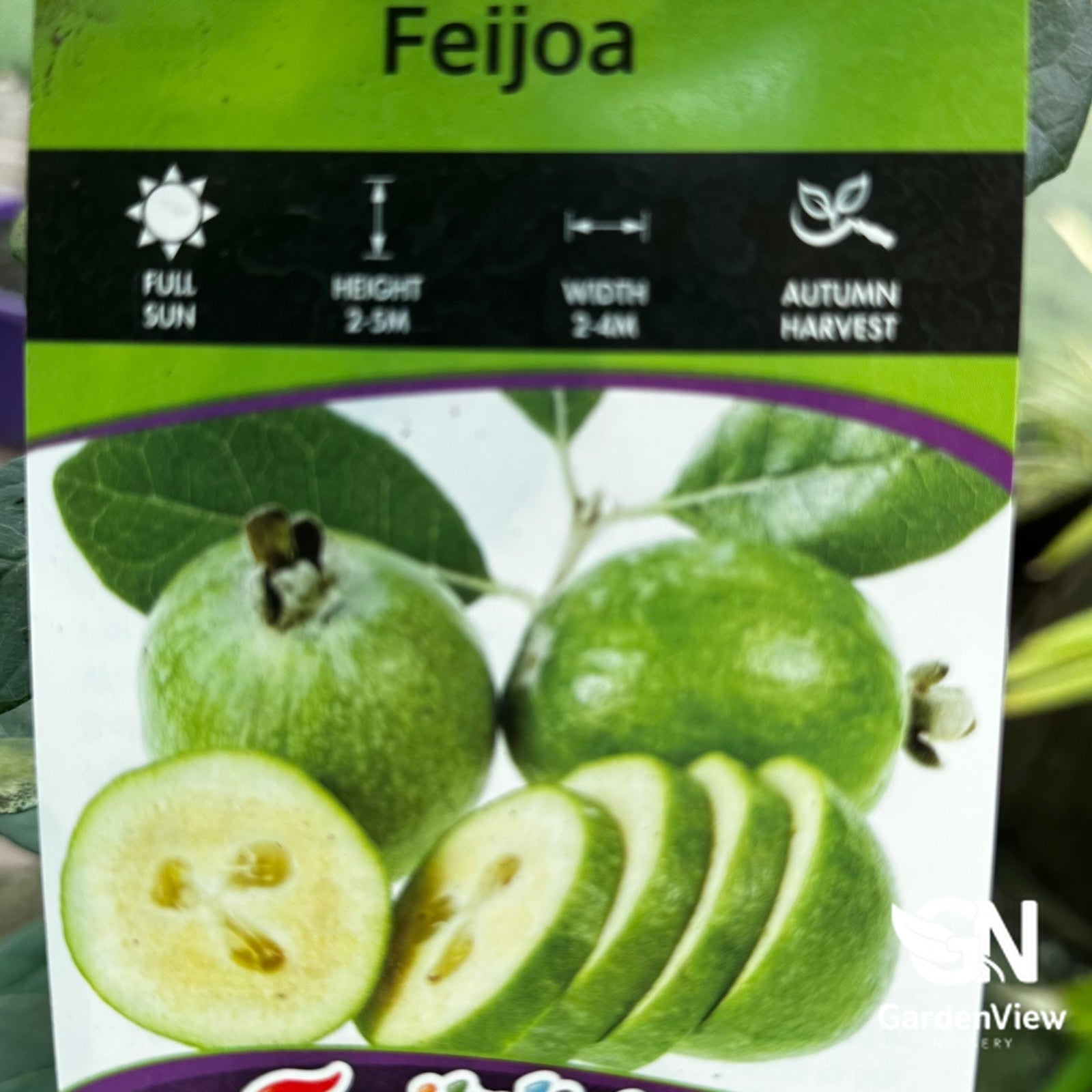 Feijoa Sellowiana (Pineapple Guava) - Fruit Trees - Garden View Nursery