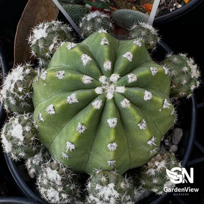 Ferocactus Histrix - Cactus & Succulents - Garden View Nursery