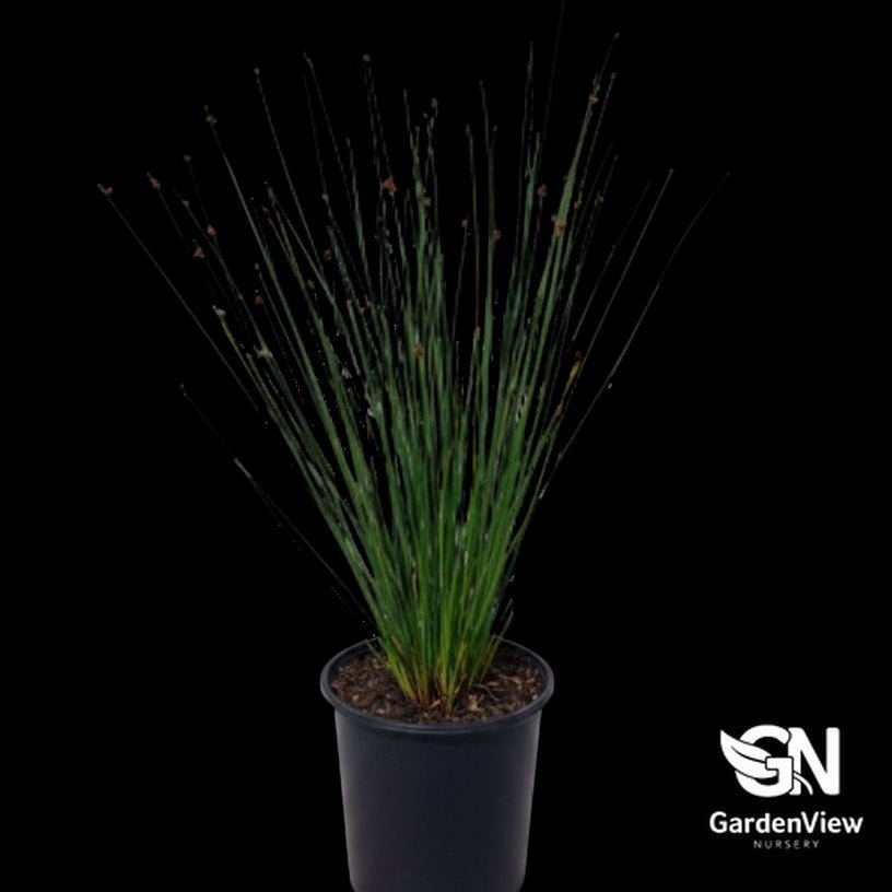 Ficinia Nodosa - Climbers & Ground Covers - Garden View Nursery