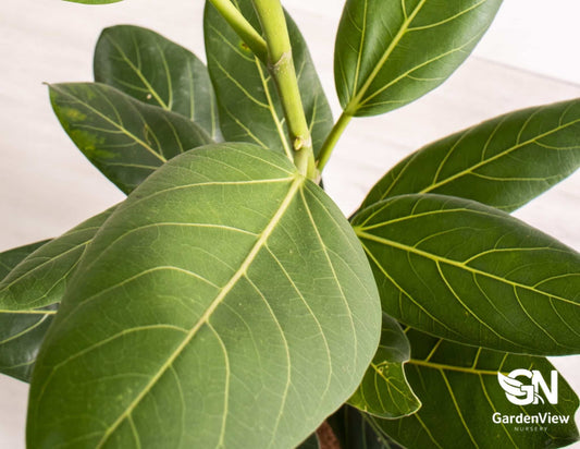 Ficus Benghalensis Audrey - Palms & Tropical - Garden View Nursery