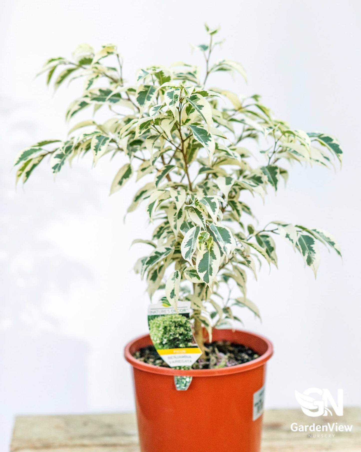 Ficus Benjamina Variegata | Variegated Weeping Fig