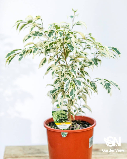 Ficus Benjamina Variegata - Palms & Tropical - Garden View Nursery