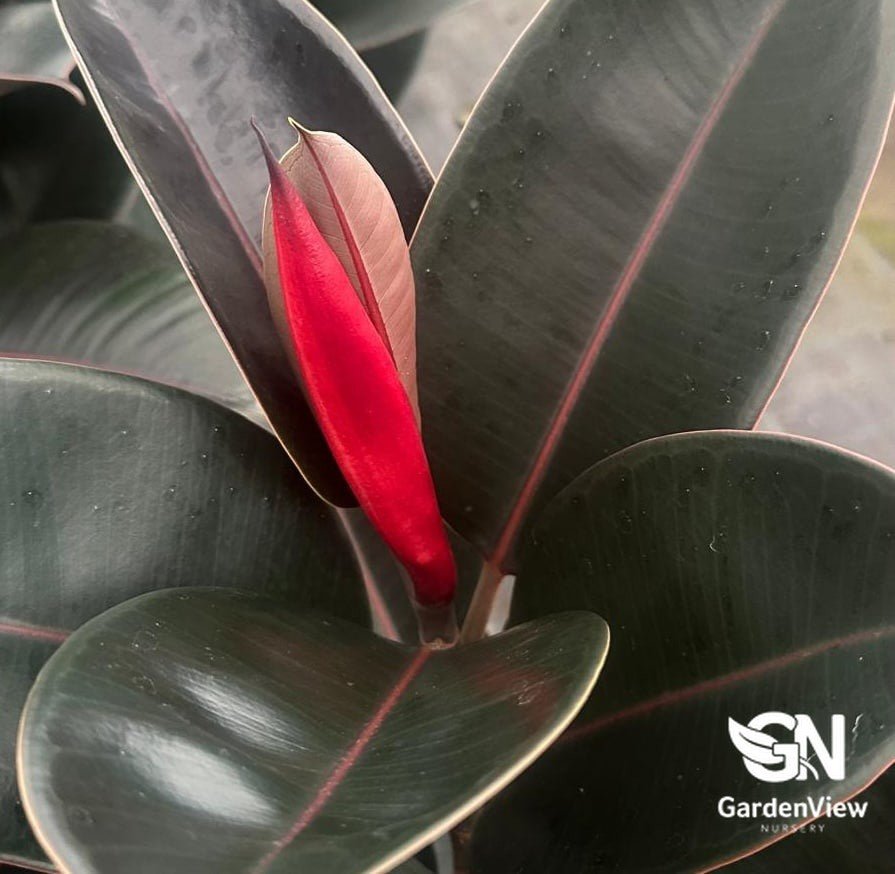 Ficus Elastica Burgundy - Palms & Tropical - Garden View Nursery