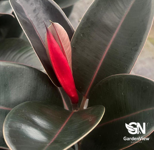 Ficus Elastica Burgundy - Palms & Tropical - Garden View Nursery