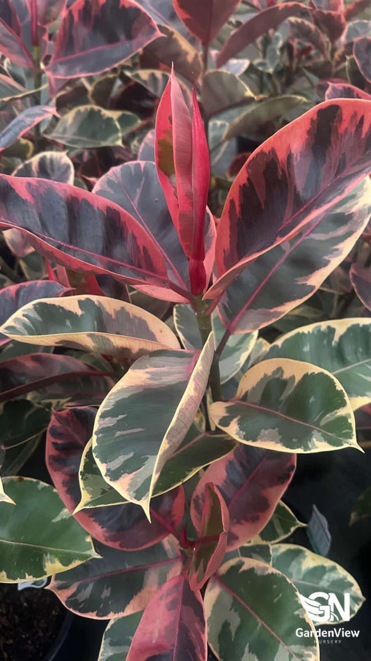 ficus elastica indian rubber tree Ficus Elastica Ruby | Indian Rubber Tree