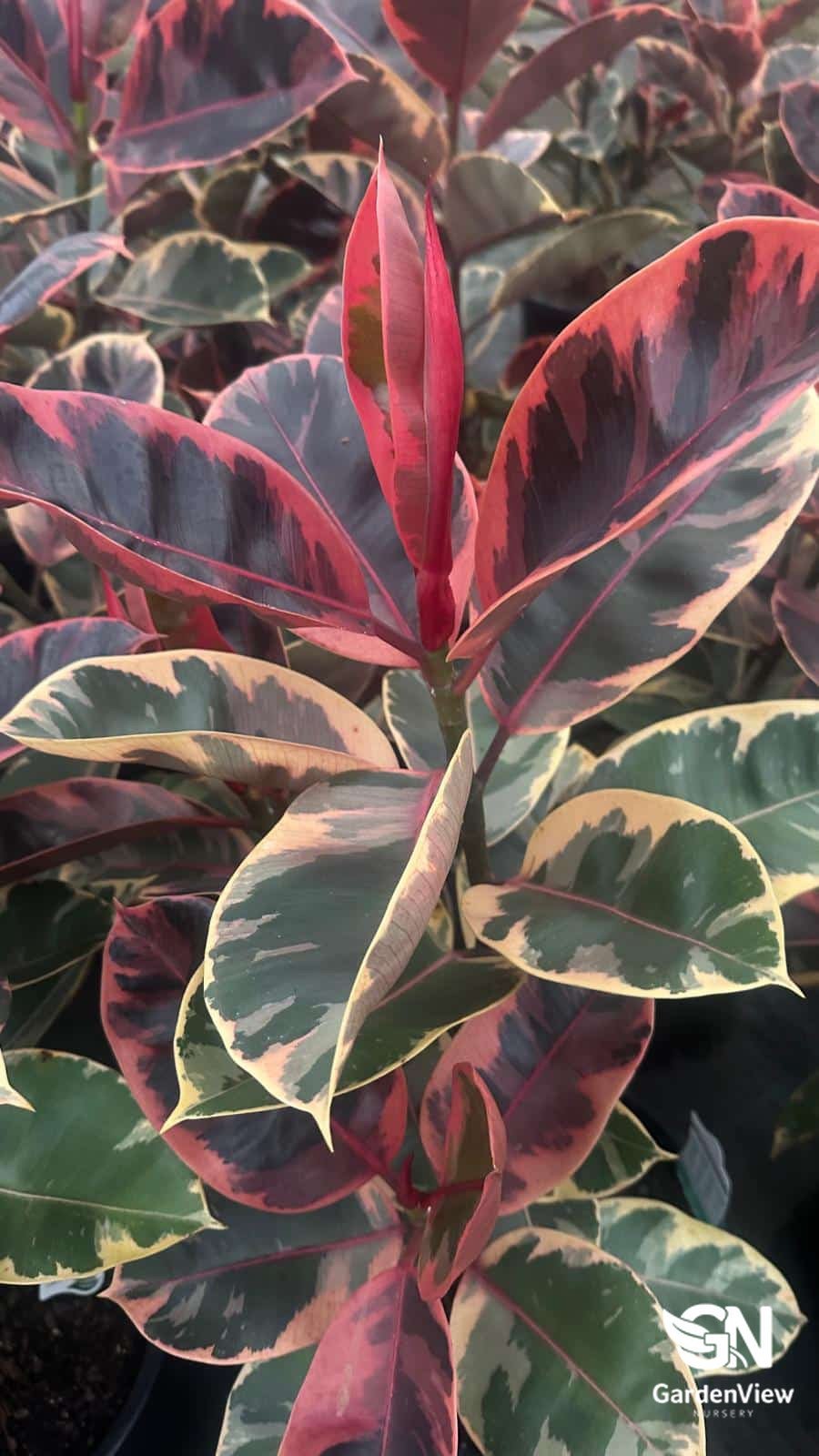 Ficus Elastica Ruby (Indian Rubber Tree) - Palms & Tropical - Garden View Nursery