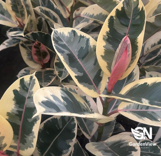 Ficus Elastica Tineke - Palms & Tropical - Garden View Nursery
