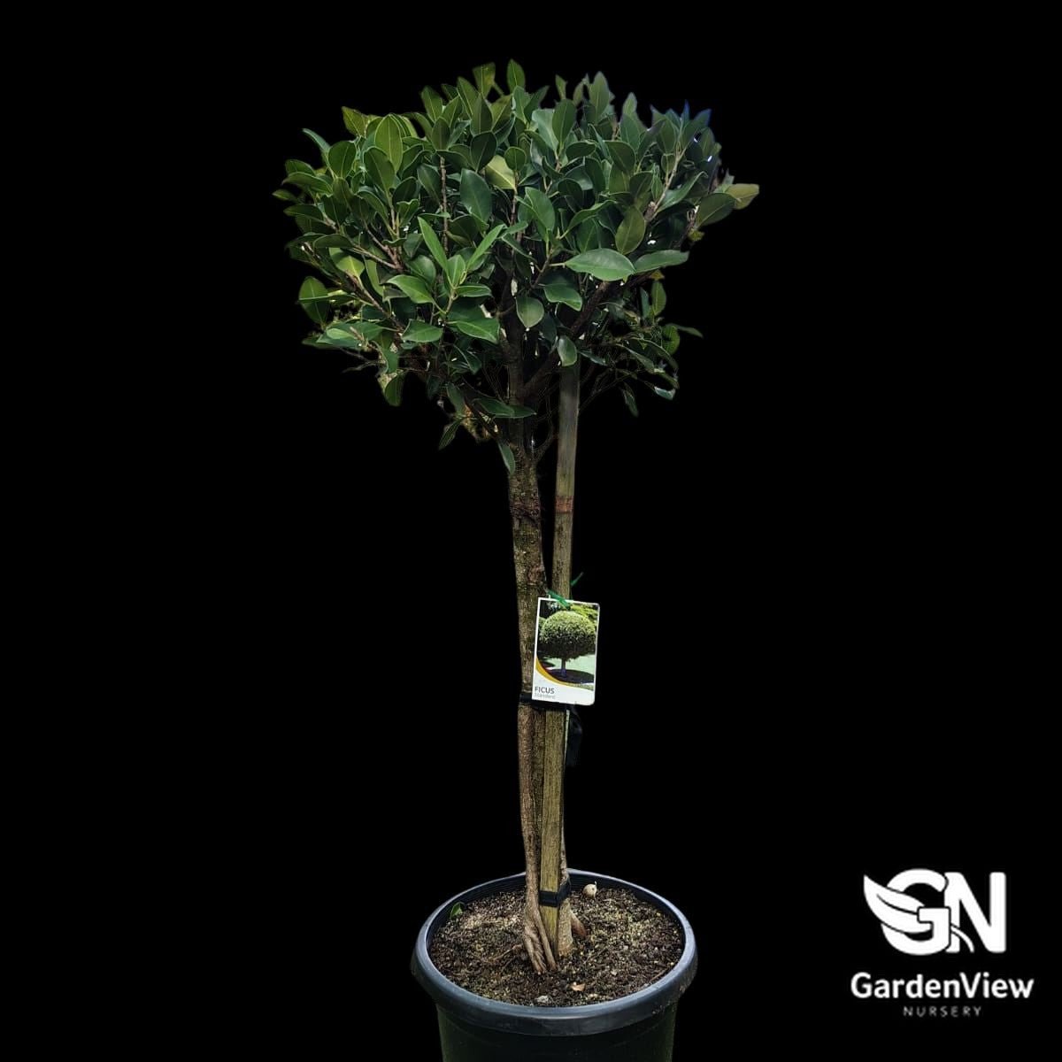 Ficus Flash Standard - Palms & Tropical - Garden View Nursery
