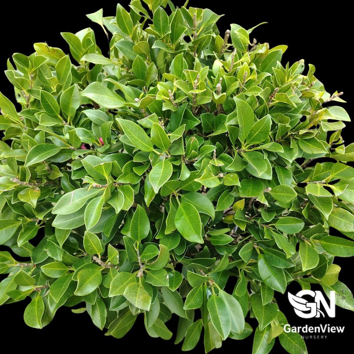 Ficus Flash Standard - Palms & Tropical - Garden View Nursery