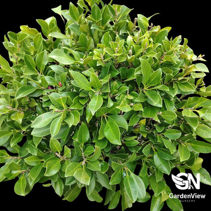 Ficus Flash Standard - Palms & Tropical - Garden View Nursery