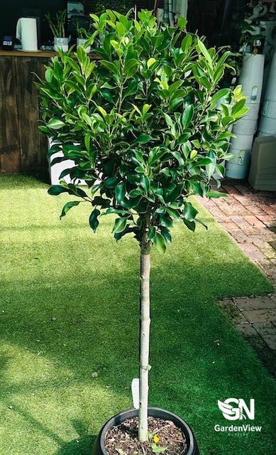 Ficus Hilli Emerald Std - Palms & Tropical - Garden View Nursery