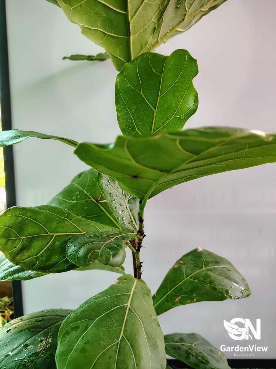 Ficus Lyrata Fiddle Leaf Fig - Palms & Tropical - Garden View Nursery