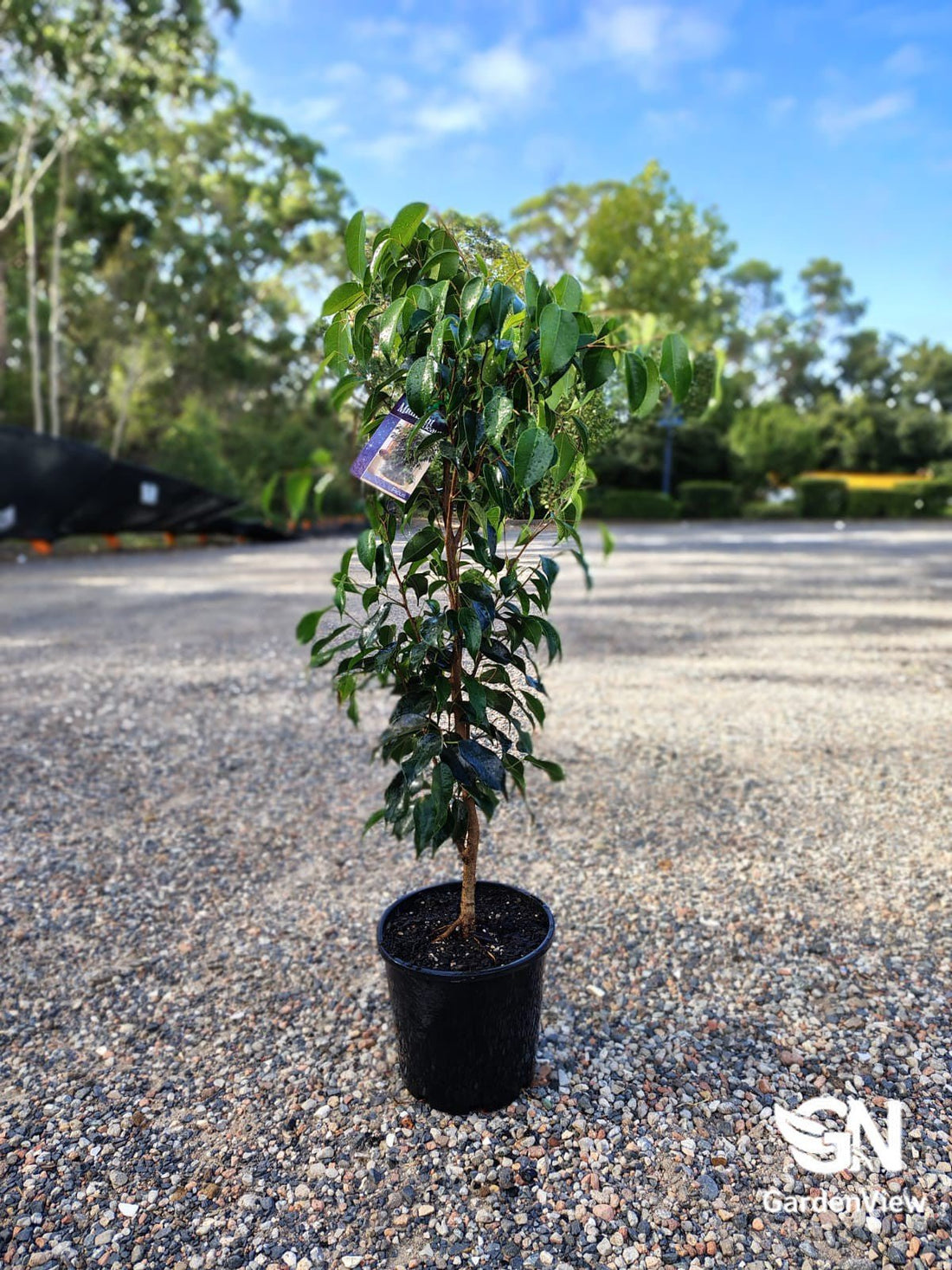 Ficus Midnight Beauty - Palms & Tropical - Garden View Nursery