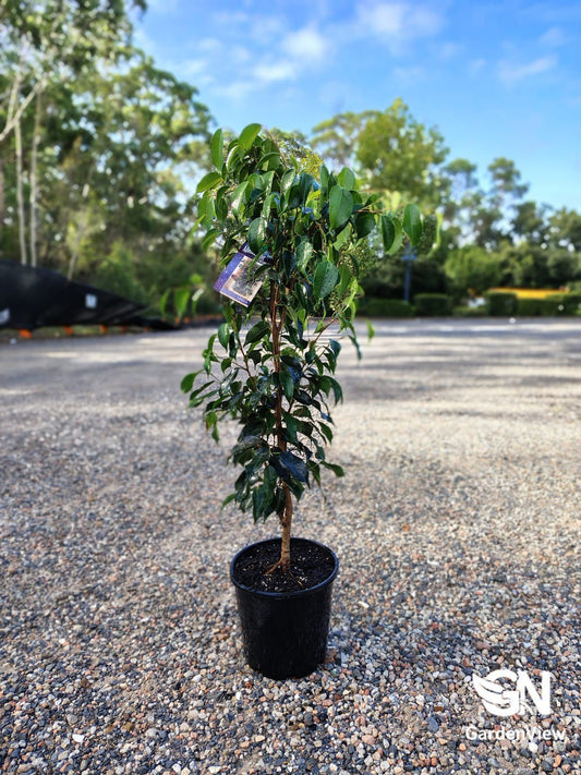 Ficus Midnight Beauty - Palms & Tropical - Garden View Nursery