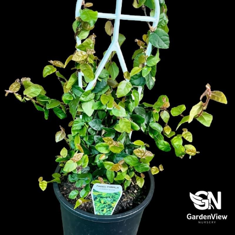 Ficus Pumila Minima - Palms & Tropical - Garden View Nursery
