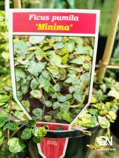 Ficus Pumila Minima - Palms & Tropical - Garden View Nursery