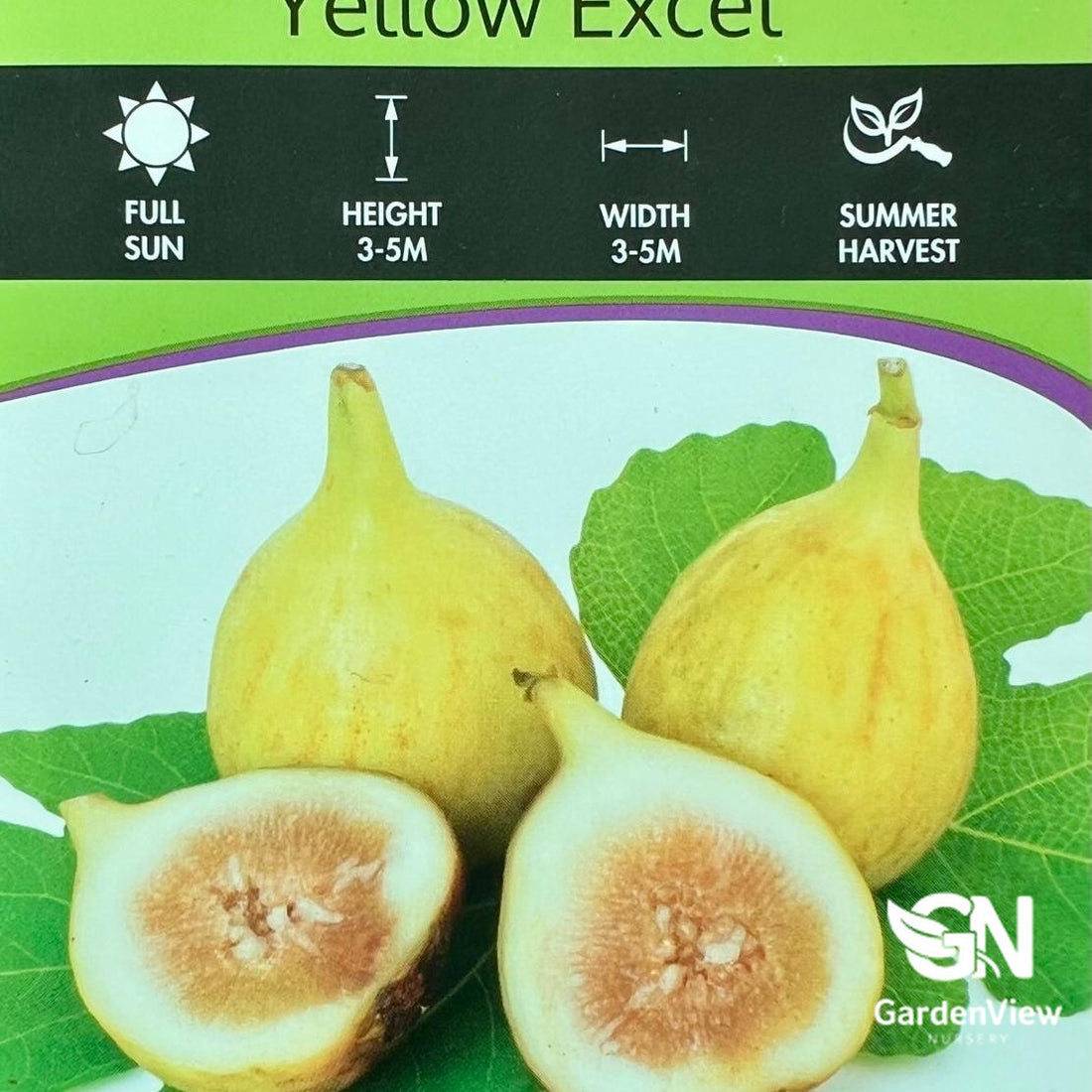 Ficus Carica Yellow Excel fig with yellow fruit cut open showing golden flesh