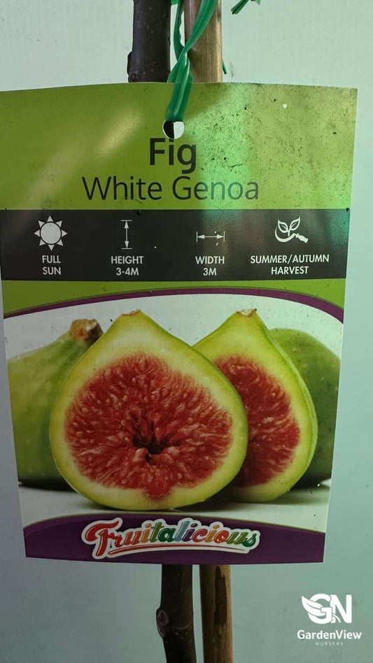 Fig White Genoa | Sweet Heritage Fruit Tree | Buy Online – Garden