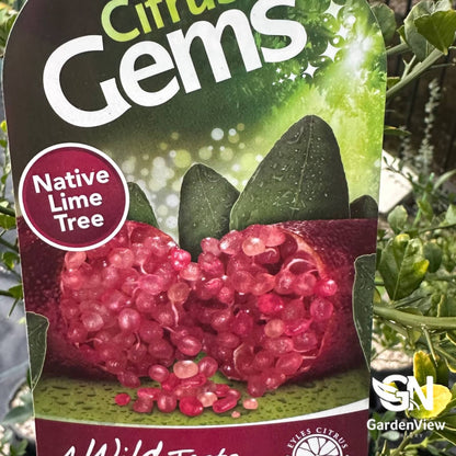 Finger Lime Rainforest Pearl - Fruit Trees - Garden View Nursery