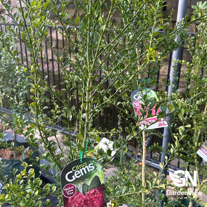 Finger Lime Rainforest Pearl - Fruit Trees - Garden View Nursery