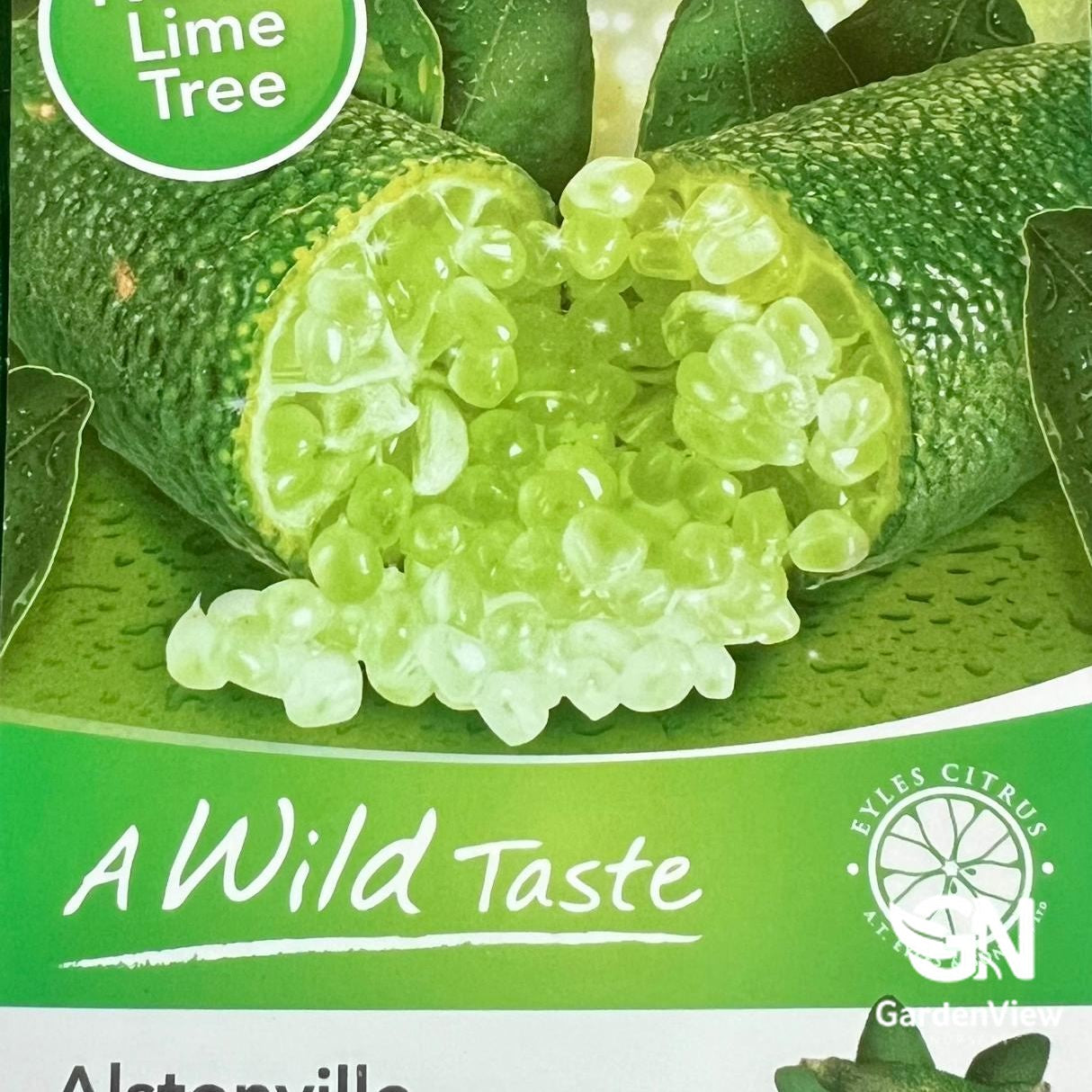 Finger Lime Alstonville with green caviar pearls and fresh limes on leaf display