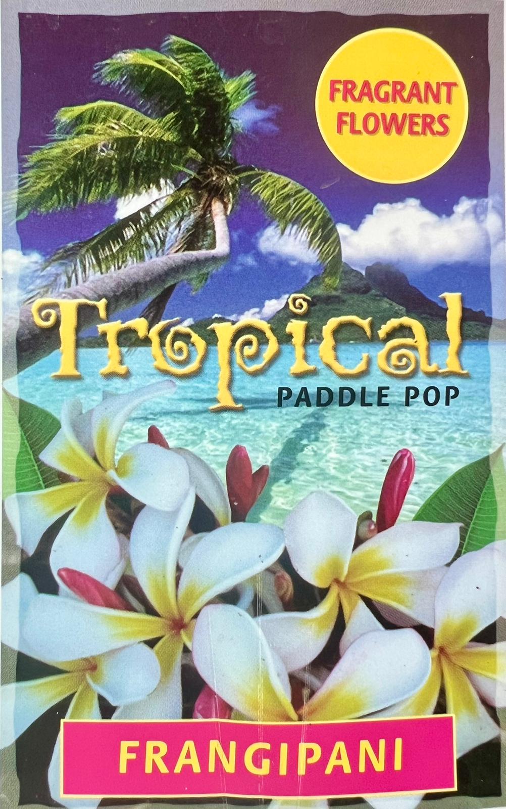 Frangipani Yellow White - Shrubs & Trees - Garden View Nursery