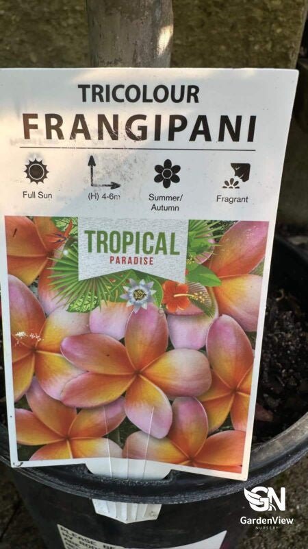 Frangipani Yellow White - Shrubs & Trees - Garden View Nursery