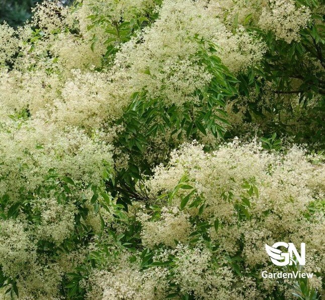 Fraxinus Griffithii - Shrubs & Trees - Garden View Nursery