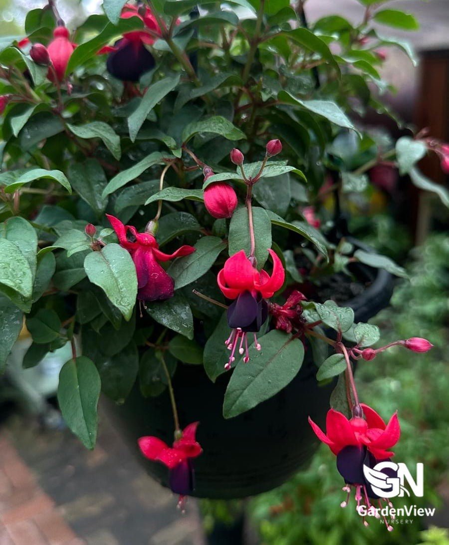 Fuchsia Assorted - Shrubs & Trees - Garden View Nursery