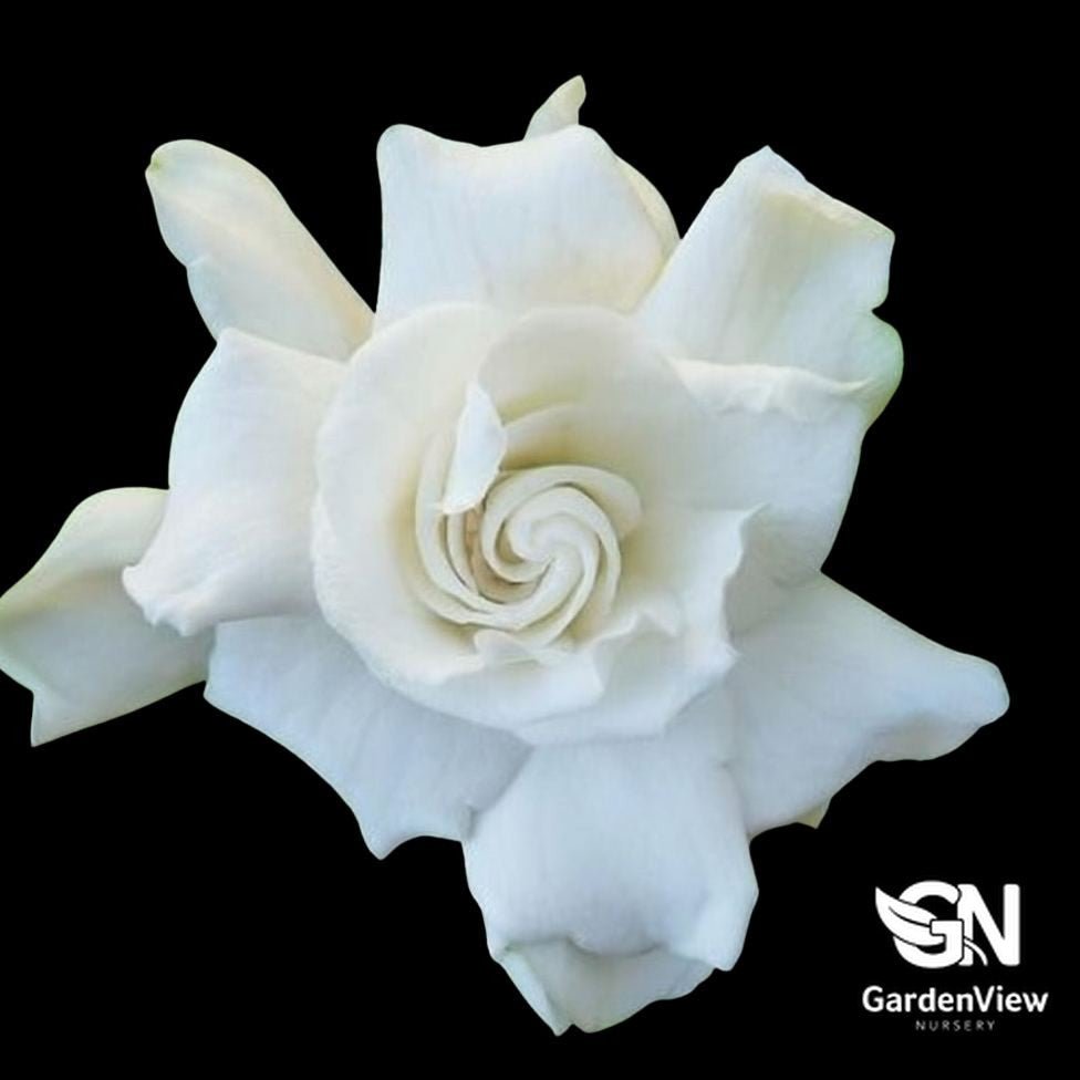 Gardenia Aimee Yoshiba Standard - Shrubs - Garden View Nursery