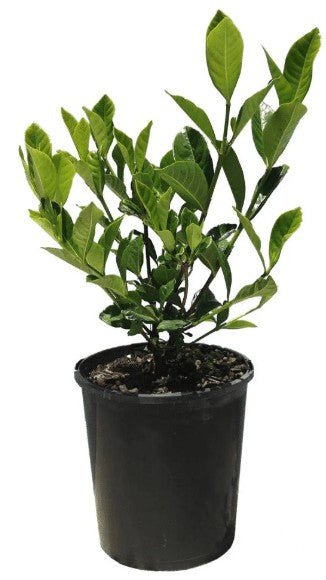 Gardenia Augusta Florida - Shrubs & Trees - Garden View Nursery