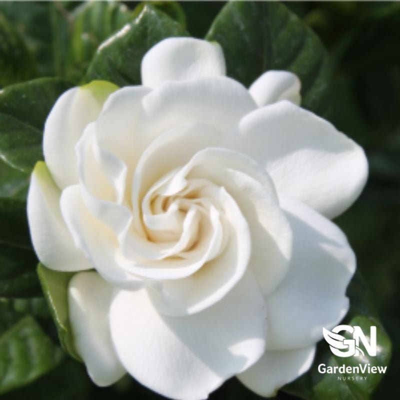 Gardenia Augusta Florida - Shrubs & Trees - Garden View Nursery