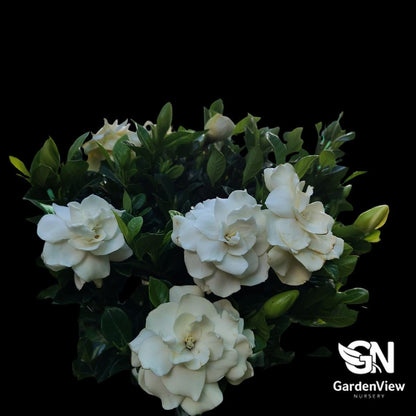 Gardenia Augusta Florida Standard - Shrubs & Trees - Garden View Nursery