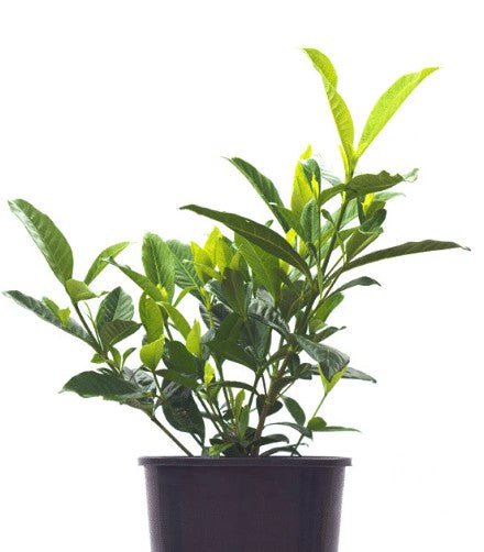 Gardenia Augusta Magnifica - Shrubs & Trees - Garden View Nursery