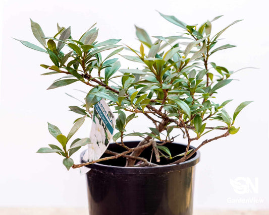 Gardenia Augusta Radicans - Shrubs & Trees - Garden View Nursery