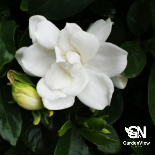 Gardenia Augusta Radicans - Shrubs & Trees - Garden View Nursery