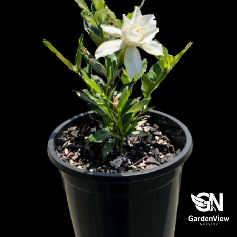 Gardenia Augusta Radicans - Shrubs & Trees - Garden View Nursery
