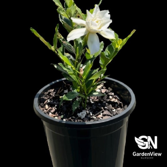 Gardenia Augusta Radicans - Shrubs & Trees - Garden View Nursery