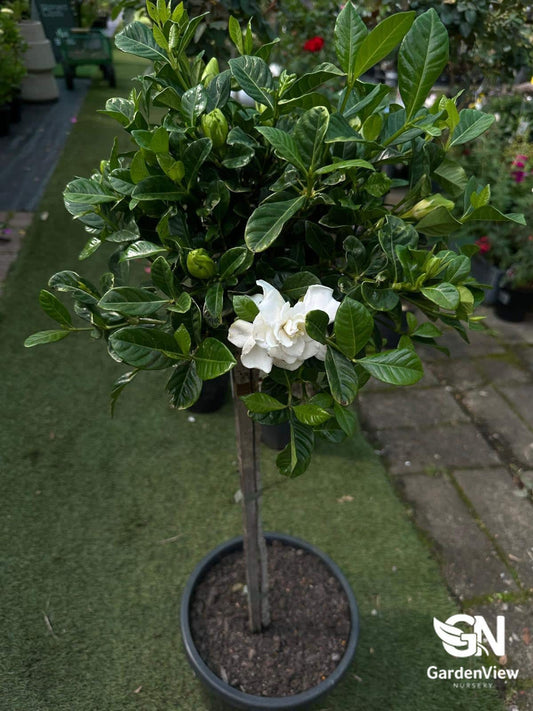 Gardenia Florida Standard - Shrubs & Trees - Garden View Nursery