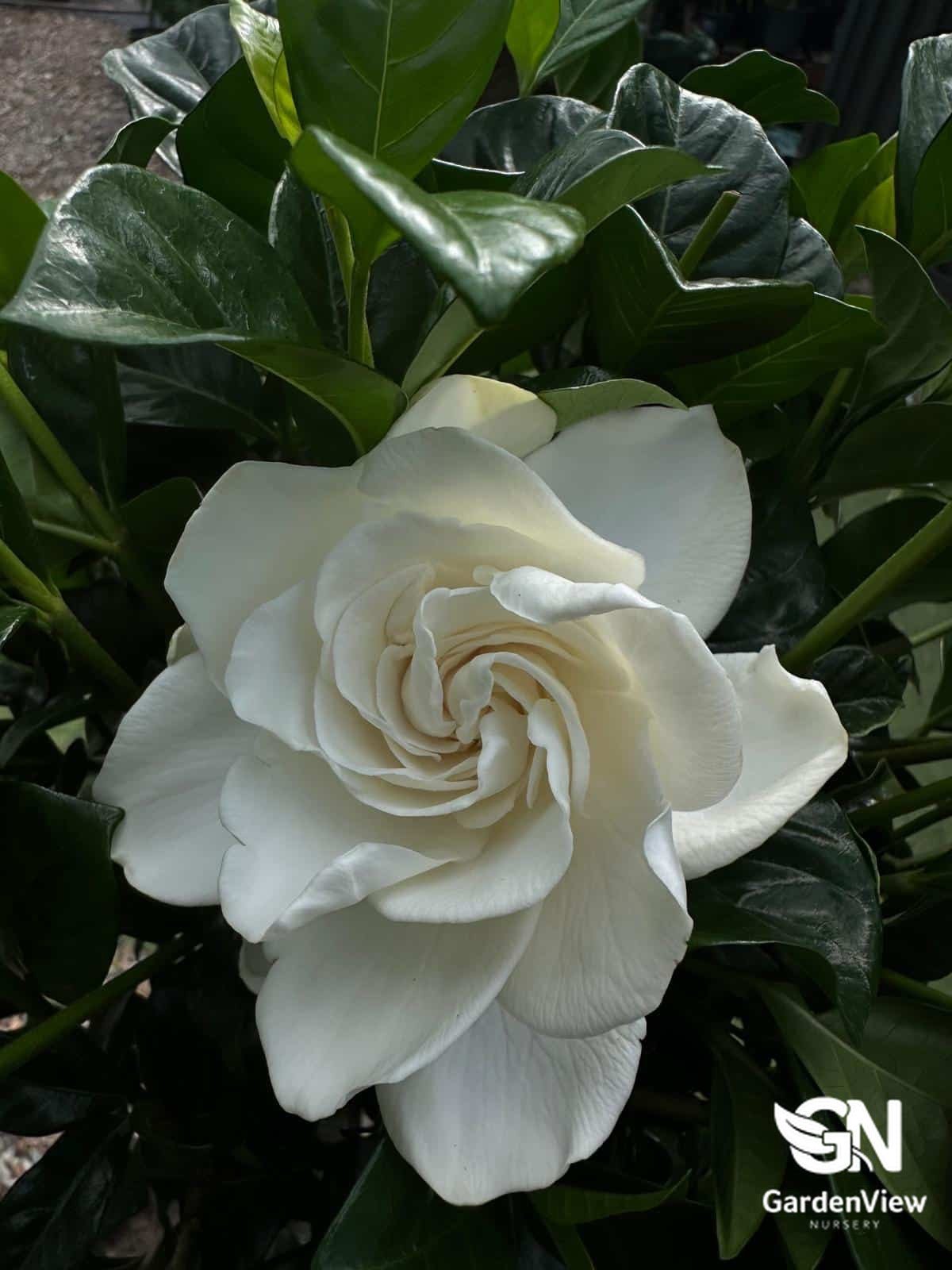 Gardenia True Love Standard - Shrubs & Trees - Garden View Nursery