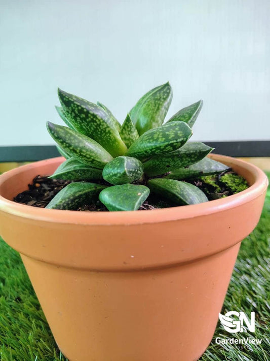 Gasteria Obliqua - Cactus & Succulents - Garden View Nursery