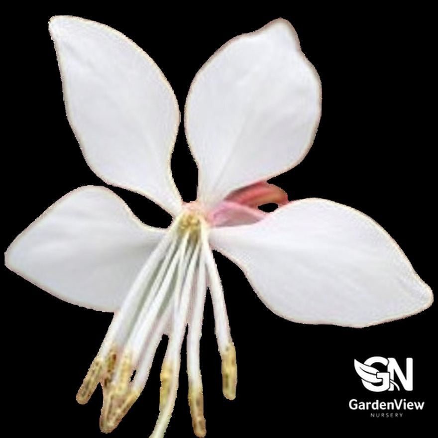 Gaura White - Shrubs - Garden View Nursery