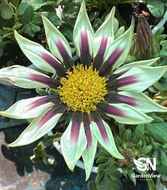 Gazania Assorted - Climbers & Ground Covers - Garden View Nursery