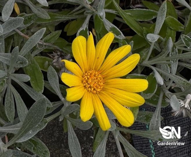 Gazania Gold - Climbers & Ground Covers - Garden View Nursery