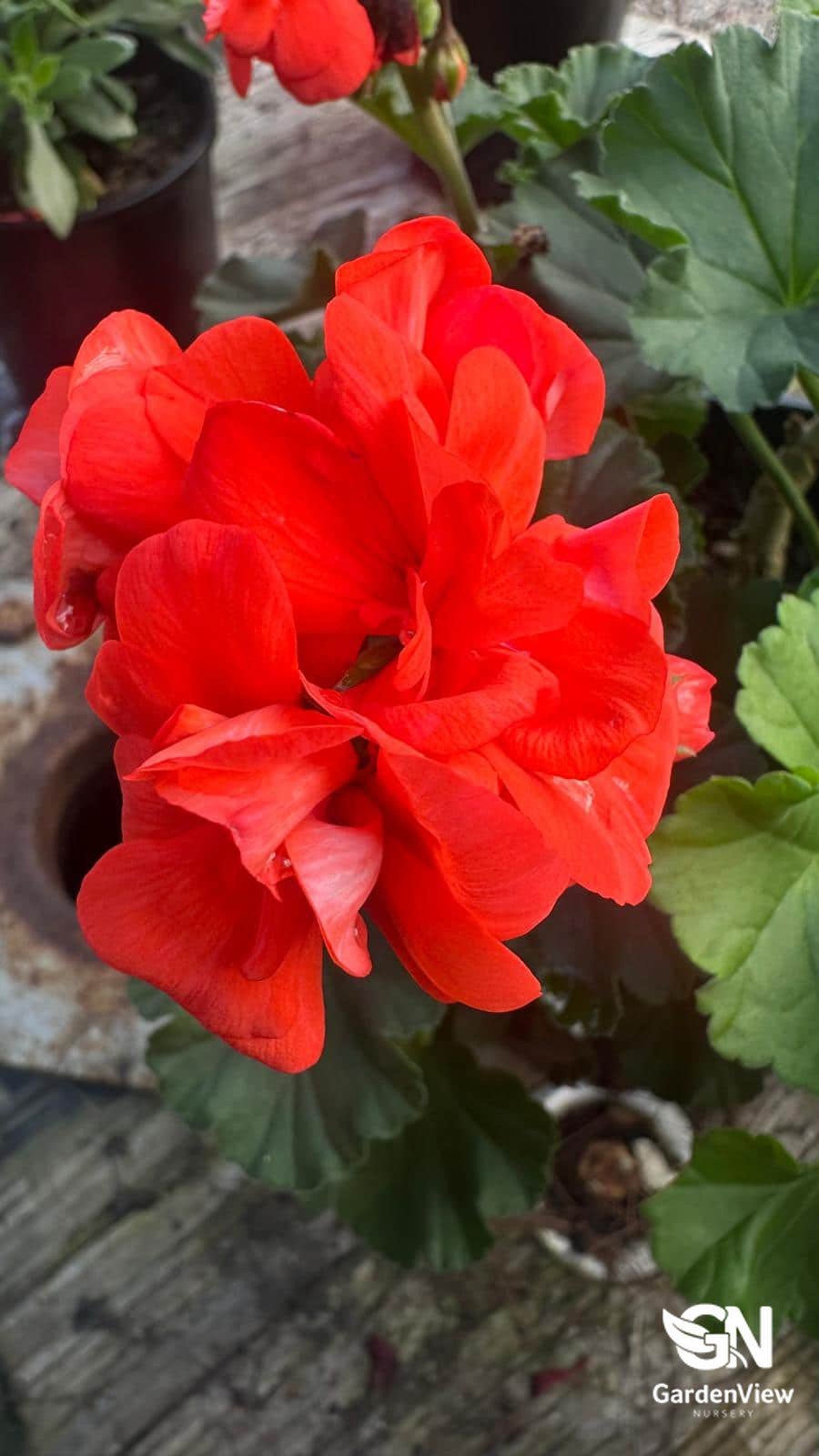 Geranium Assorted - Shrubs & Trees - Garden View Nursery