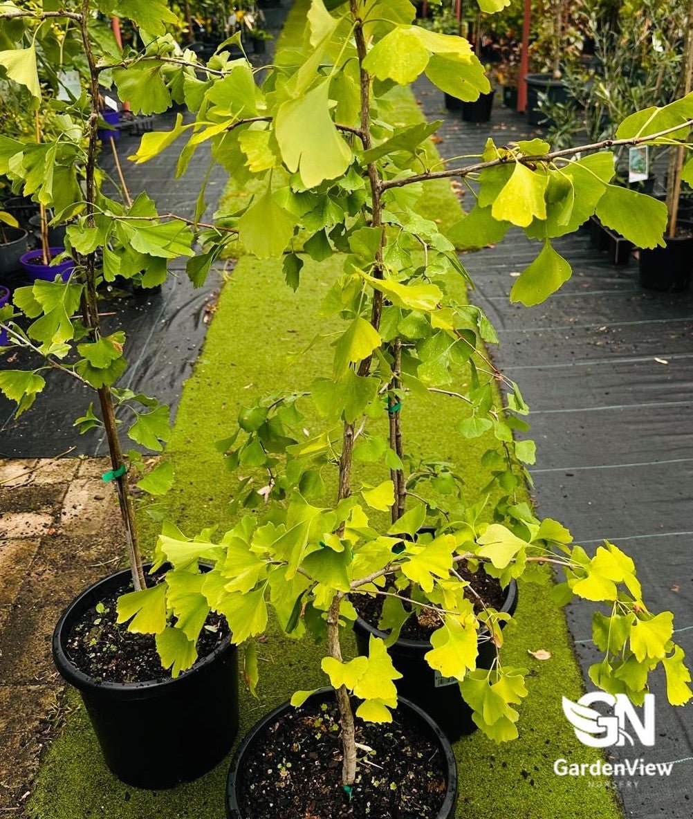 Ginkgo Biloba - Shrubs & Trees - Garden View Nursery